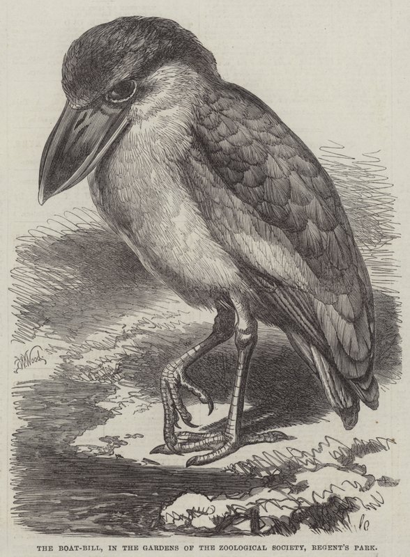 Il Boat-Bill, nei giardini della Zoological Society, Regent
