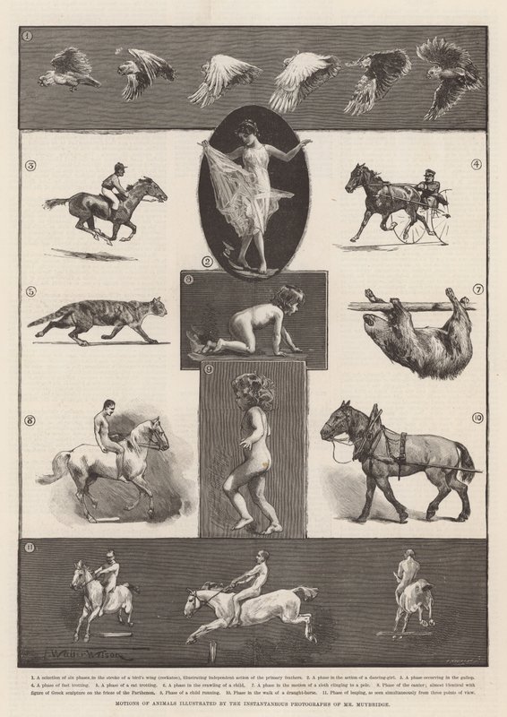 Movimenti degli animali illustrati dalle fotografie istantanee del signor Muybridge da Thomas Walter Wilson