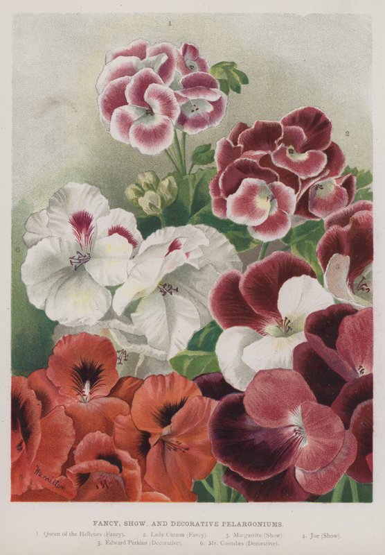 Pelargoni di fantasia, spettacolo e decorativi da Unbekannt Unbekannt
