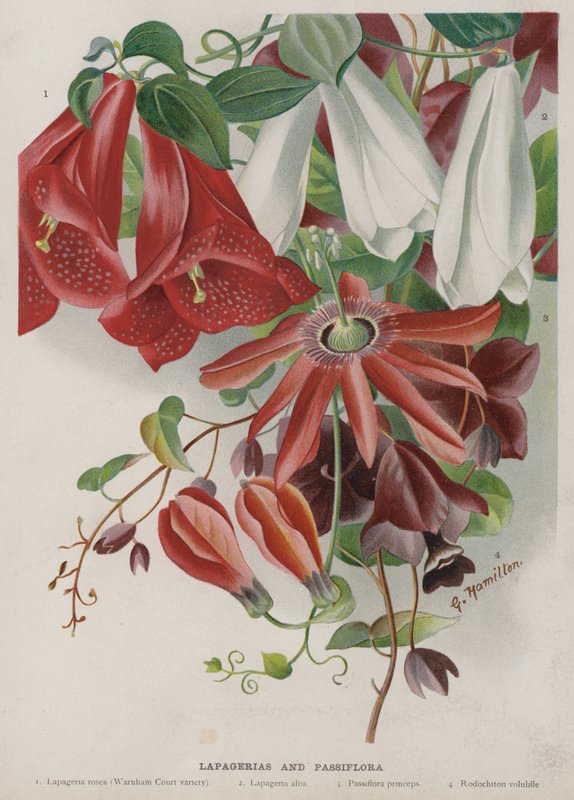 Lapagerias e Passiflora da Unbekannt Unbekannt