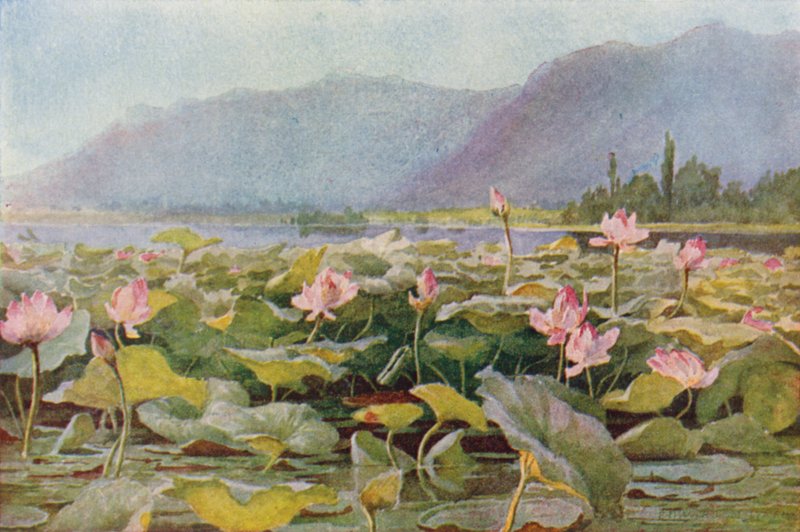 Gigli di loto sul Lago Dal da Unbekannt Unbekannt
