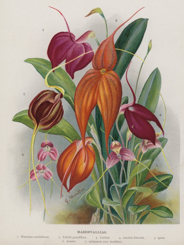Masdevallias da Unbekannt Unbekannt