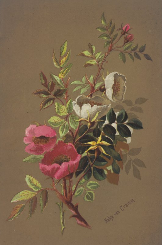 Rose selvatiche da Unbekannt Unbekannt