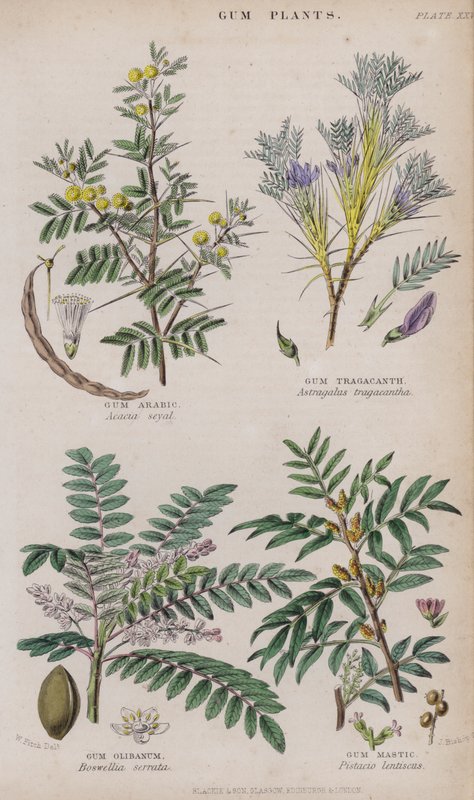 Gomma Arabica; Gomma Tragacanta; Gomma Olibano; Gomma Mastice da W. Fitch