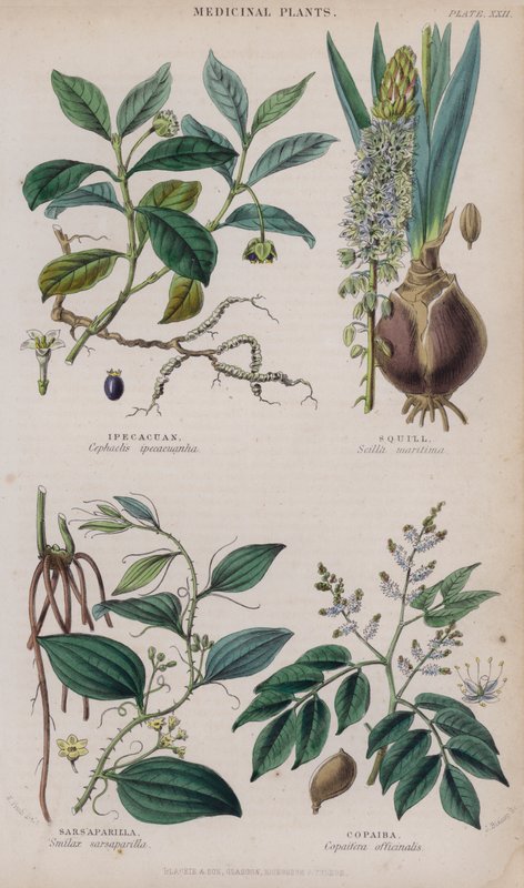 Ipecacuan; Scilla; Salsapariglia; Copaiba da W. Fitch