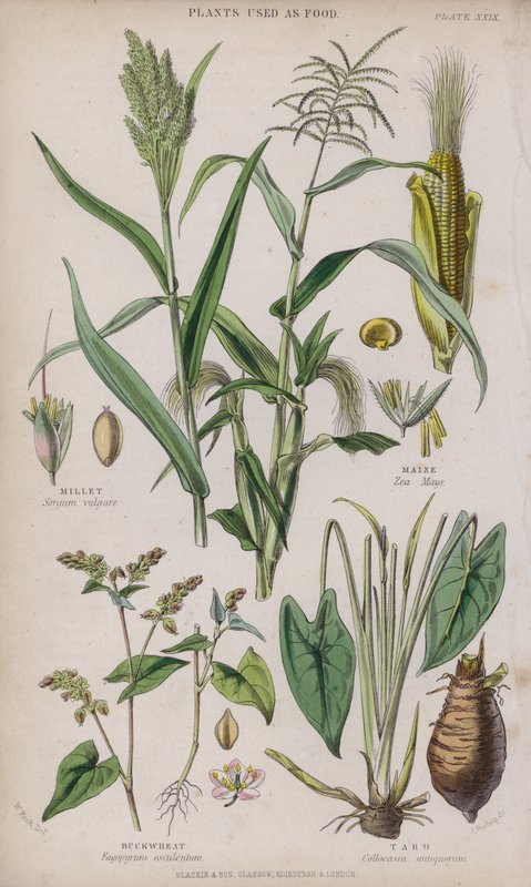 Miglio; Mais; Grano Saraceno; Taro da W. Fitch