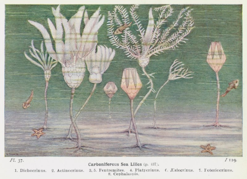 Gigli di mare del Carbonifero da W. J. Stokoe