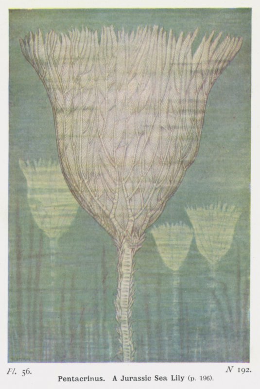 Pentacrinus, un giglio di mare giurassico da W. J. Stokoe