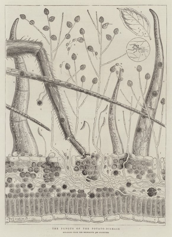 Il fungo della malattia della patata da Walter Granville Smith