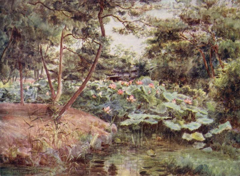 Pini e Loti Rosa a Kofu da Walter Frederick Roofe Tyndale