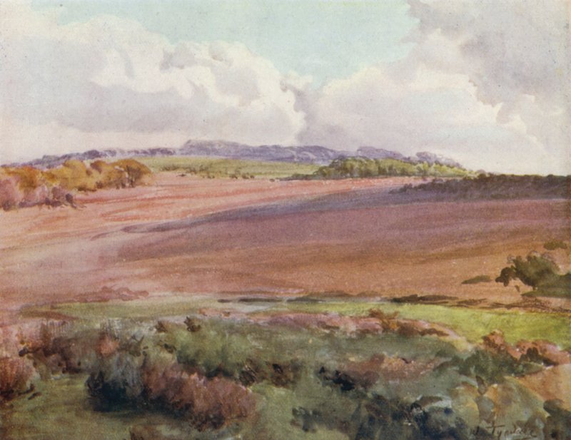 La Nuova Foresta: Attraverso Malwood Walk dalla Strada per Fritham da Walter Frederick Roofe Tyndale