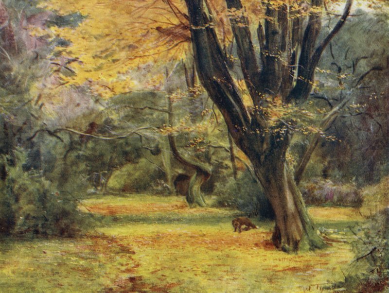La Nuova Foresta: Aceri, vicino a Queen