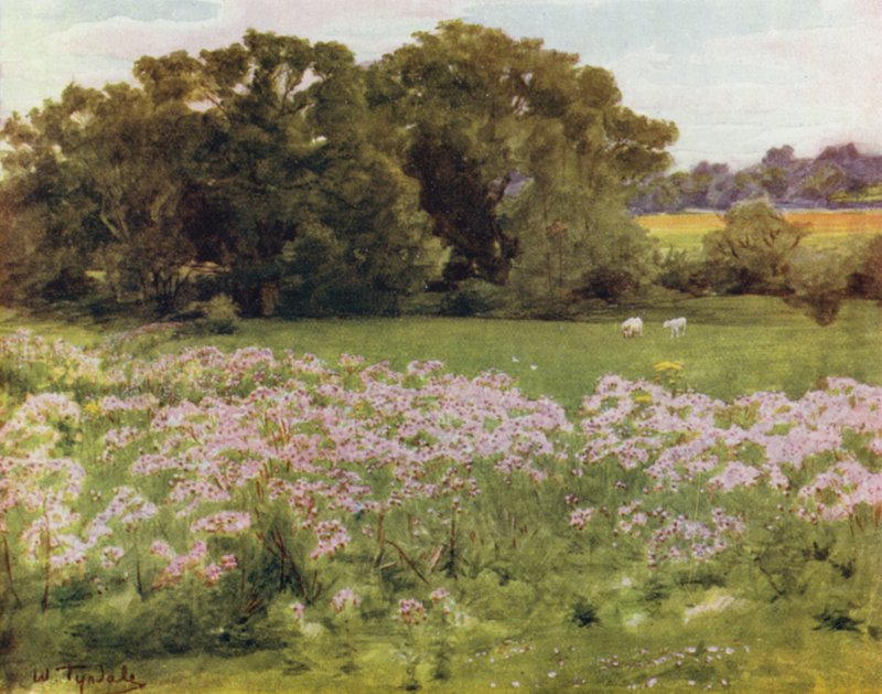 La Nuova Foresta: Riversdale, Boldre da Walter Frederick Roofe Tyndale