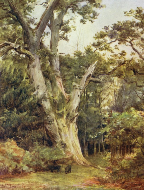 La Nuova Foresta: Il Re a Boldrewood da Walter Frederick Roofe Tyndale