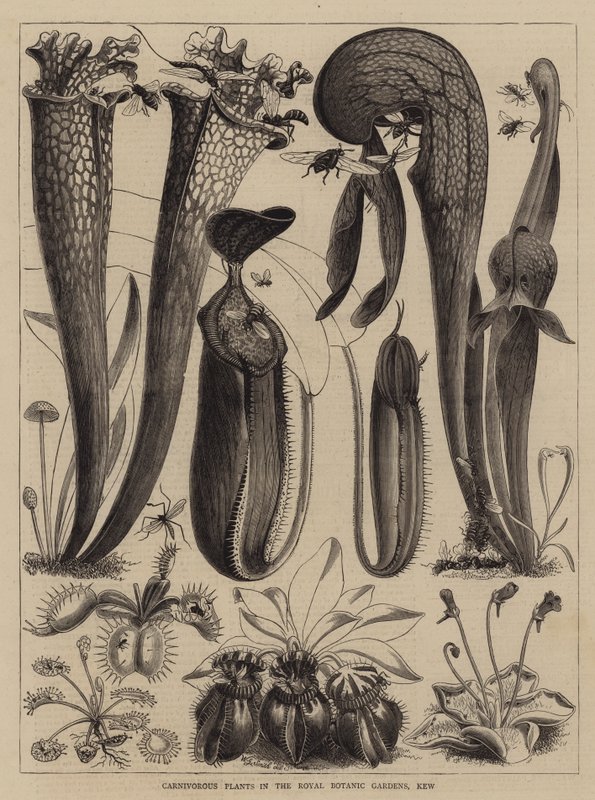 Piante carnivore nei Giardini Botanici Reali, Kew da Walter Granville Smith