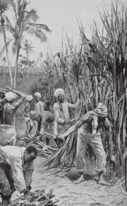 Coolies di Trinidad al lavoro in un campo di canna da zucchero da Walter Paget