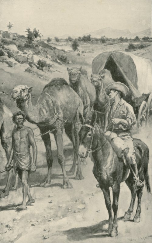 Una carovana di cammelli, Australia occidentale da Walter Stanley Paget