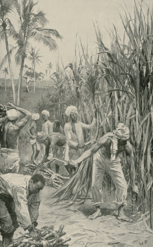Coolies di Trinidad al lavoro in un campo di canna da Walter Stanley Paget