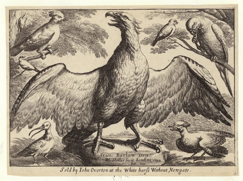 Aquila e altri uccelli da Wenceslaus Hollar
