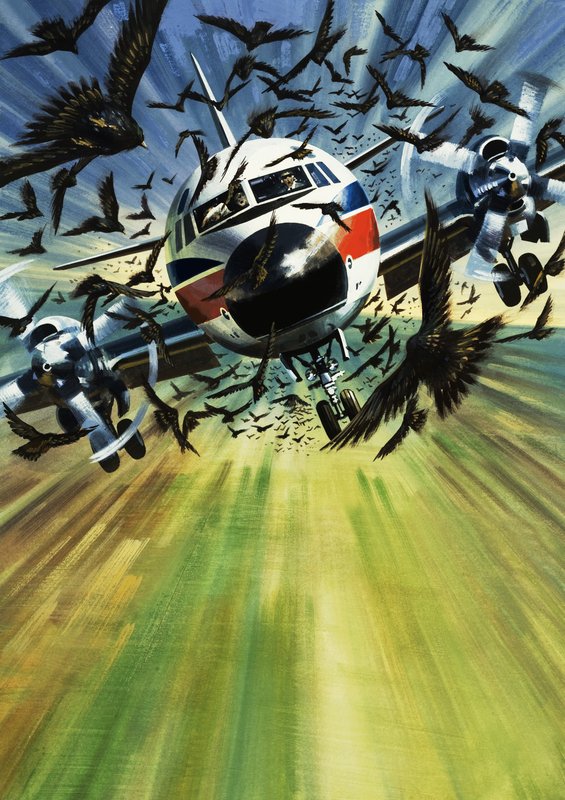 Un aereo di linea minacciato da uno stormo di uccelli da Wilf (20th century) Hardy