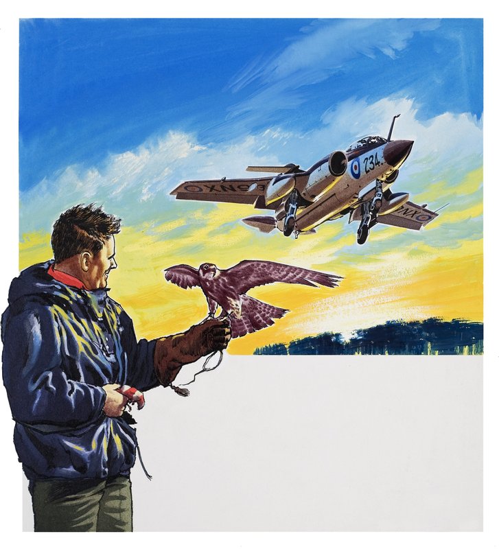 Volo del falco (gouache su carta) da Wilf (20th century) Hardy