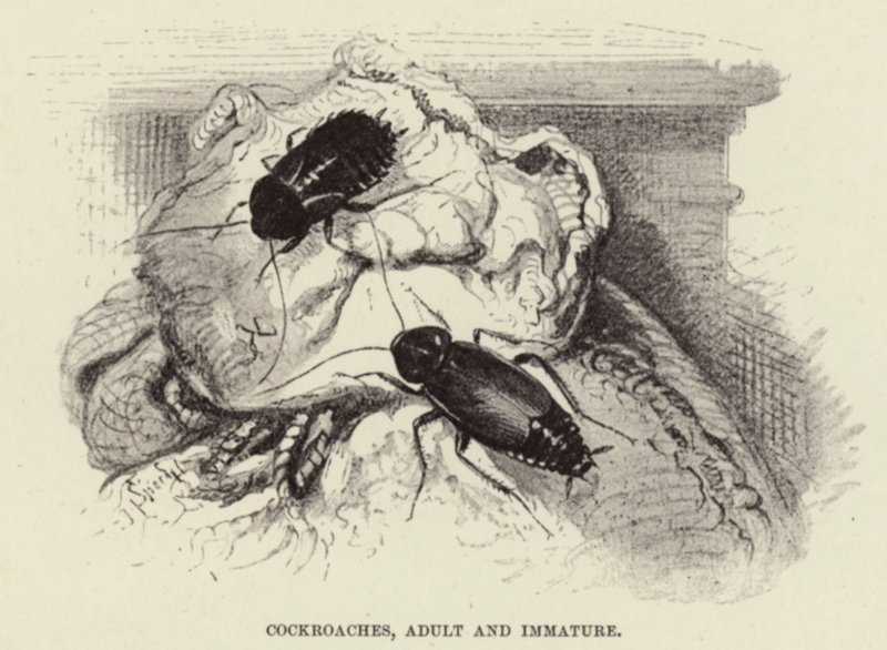 Scarafaggi, adulti e immaturi da Wilhelm Kuhnert