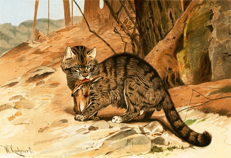 Gatto selvatico da Wilhelm Kuhnert