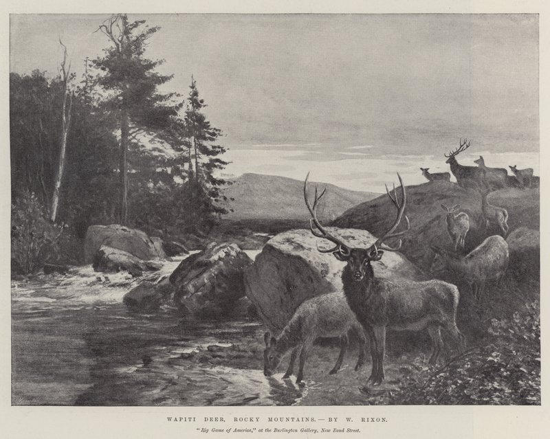 Cervo Wapiti, Montagne Rocciose da William Augustus Rixon