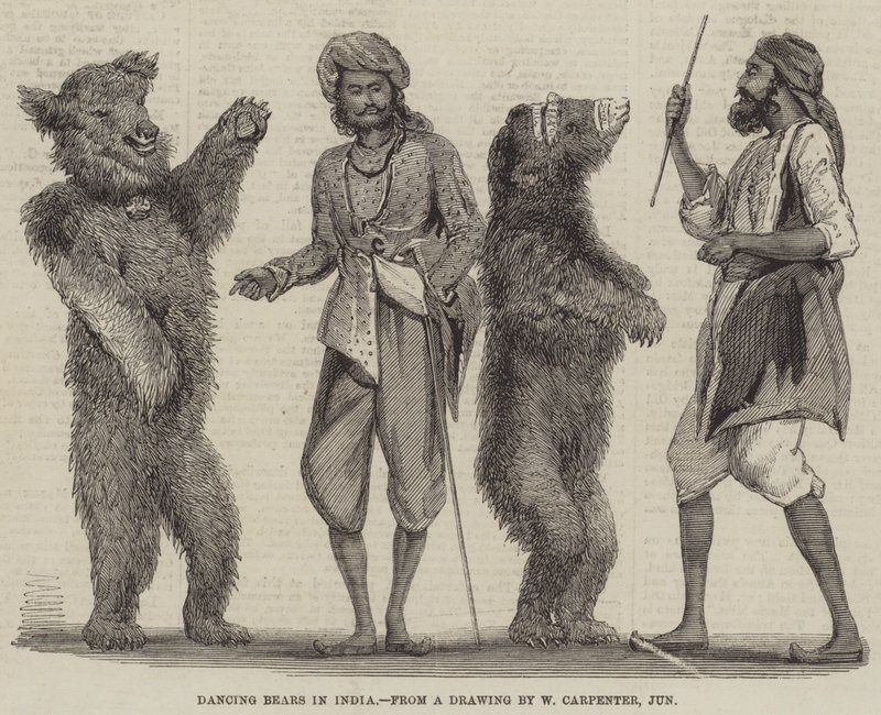 Orsi danzanti in India da William Carpenter