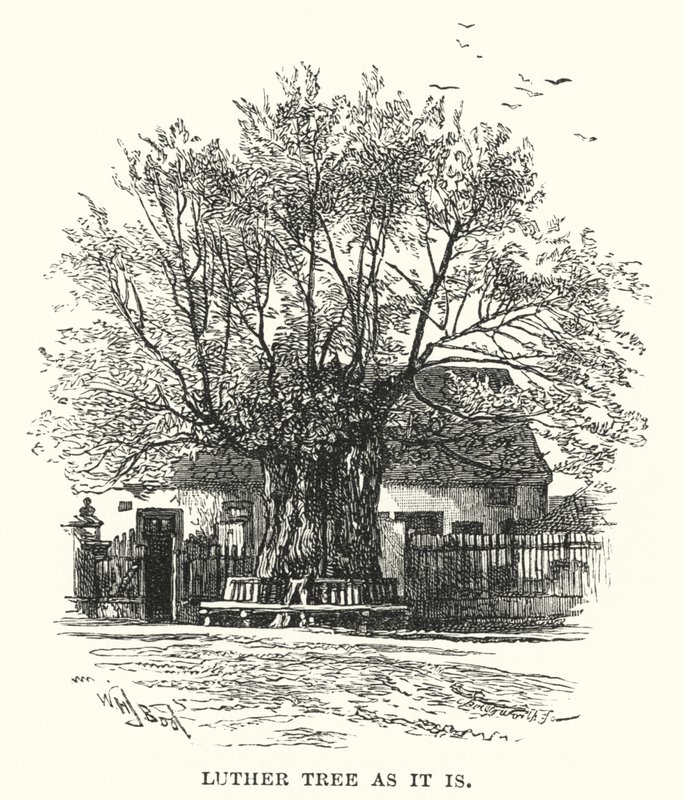Albero di Lutero com