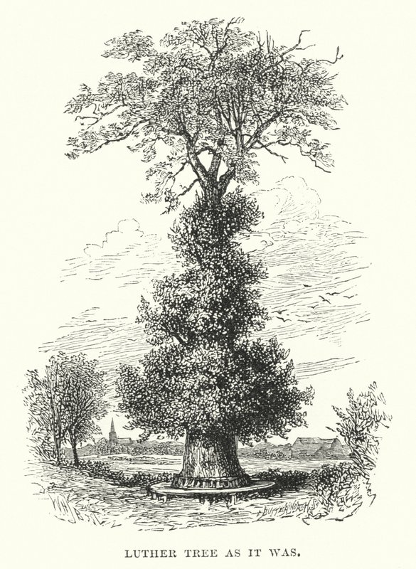 Albero di Lutero com