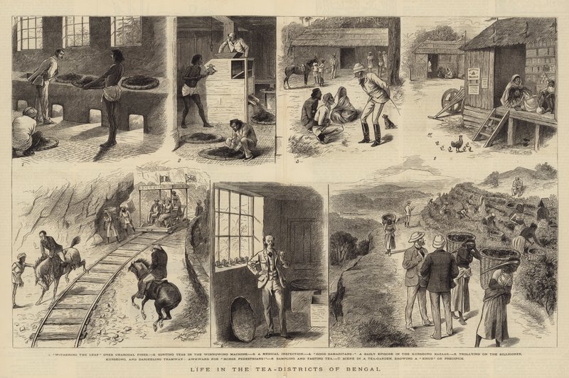 Vita nei distretti del tè del Bengala da William Ralston