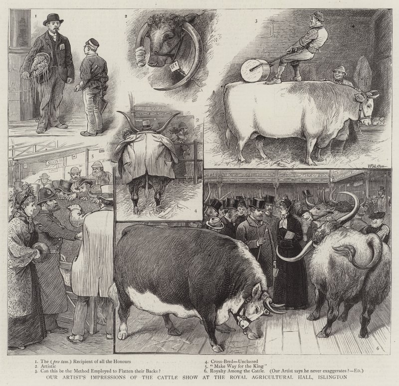 Impressioni del nostro artista della mostra del bestiame alla Royal Agricultural Hall, Islington da William Ralston