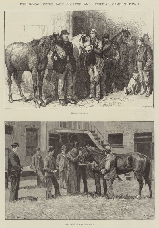 Il Royal Veterinary College and Hospital, Camden Town da William Barnes Wollen