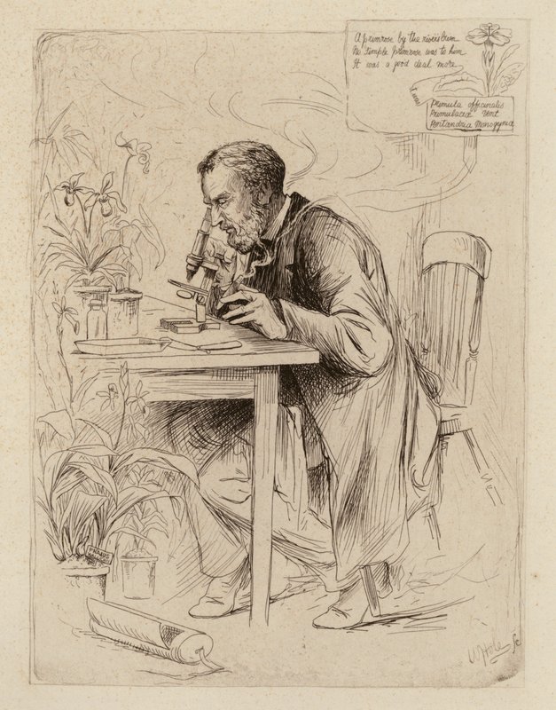 Alexander Dickson, Professore di Botanica (incisione) da William Brassey (after) Hole