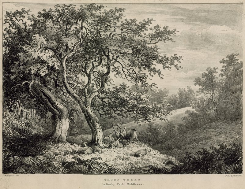 Alberi di Spina nel Bushy Park, Middlesex da William Burges