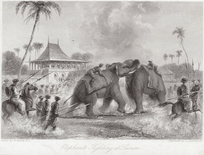 Elefanti che combattono a Lucknow da William Daniell