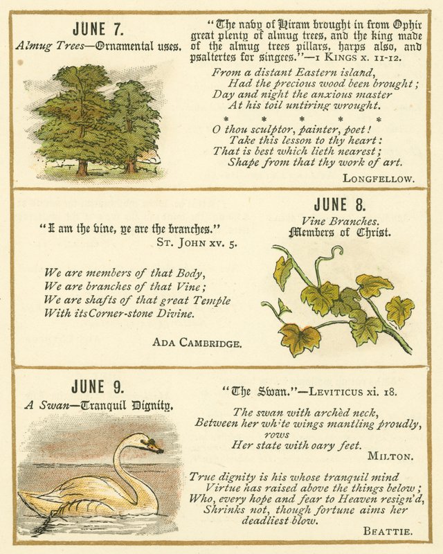 Pagina dal Libro Anniversario della Bibbia Emblema da William Foster
