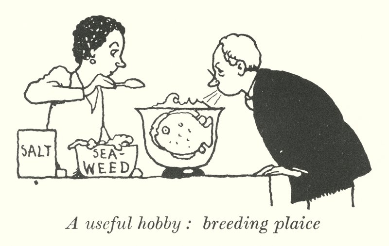 Un hobby utile, allevare sogliole da William Heath Robinson