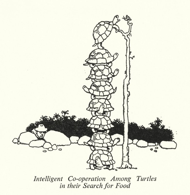 Cooperazione intelligente tra tartarughe nella ricerca di cibo da William Heath Robinson