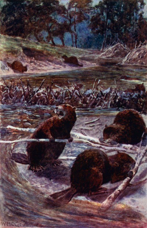 "Costruiscono una diga attraverso il ruscello" da William Henry Charles Groome