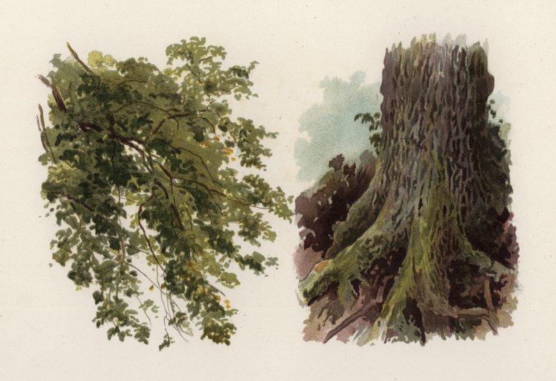 Alberi: L