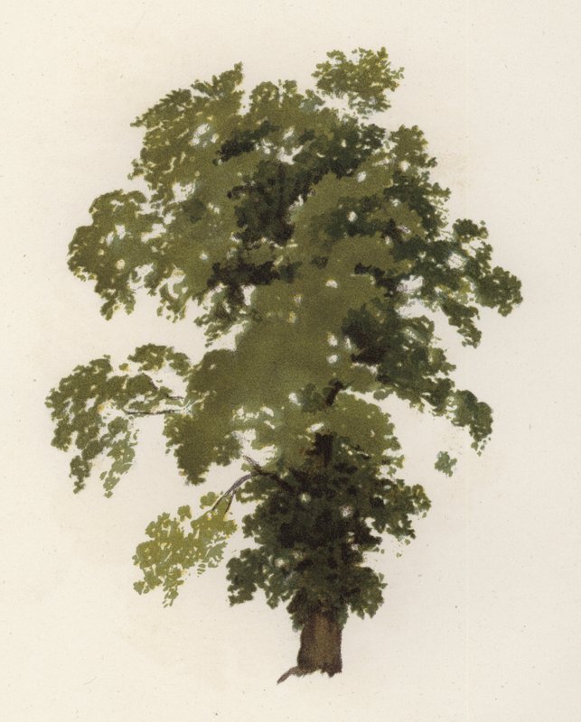 Alberi: L