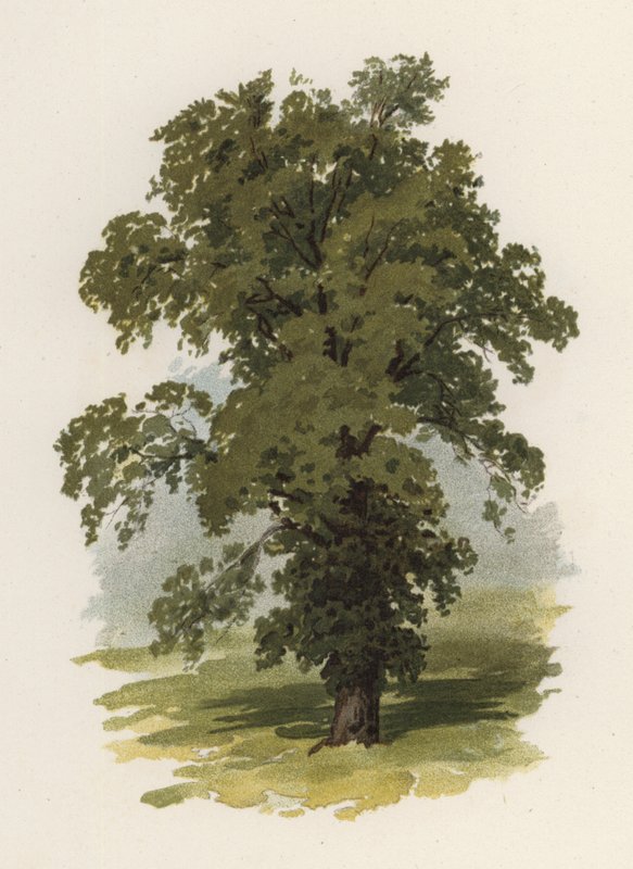 Alberi: L