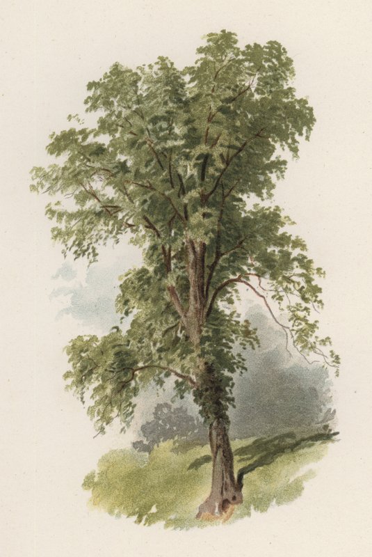 Alberi: L