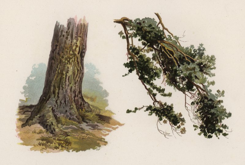 Alberi: Il Pino Scozzese da William Henry James (after) Boot