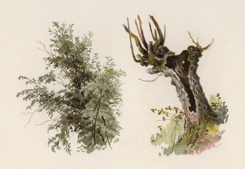 Alberi: Il Salice (litografia a colori) da William Henry James (after) Boot