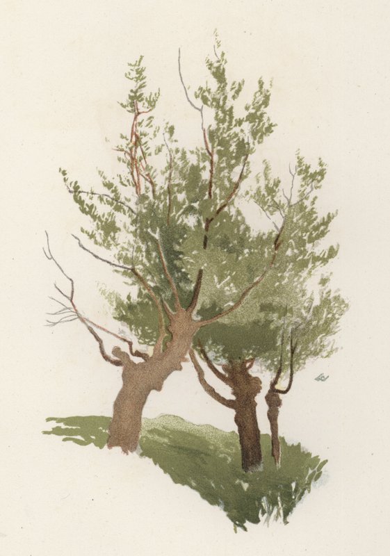 Alberi: Il Salice da William Henry James (after) Boot