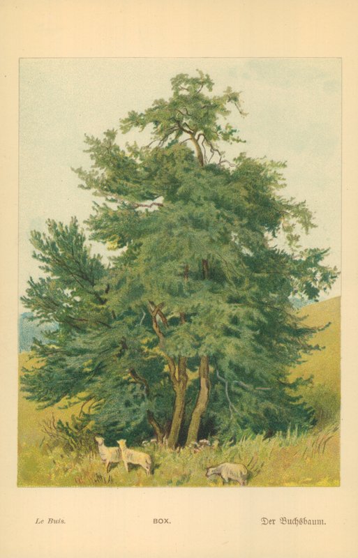 Scatola da William Henry James Boot