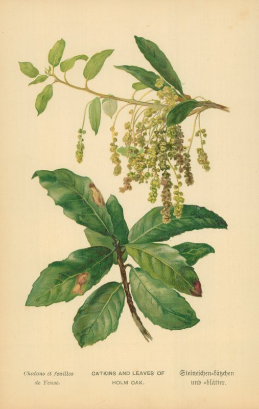 Amenti e Foglie di Leccio da William Henry James Boot